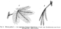 Mimosa pudica