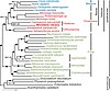 Phylogeny of the Choanozoa and other unikont eukaryotes