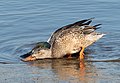 Image 15Northern shoveler pair "shoveling" together in Marine Park, Brooklyn