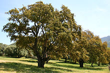 Խցանակաղնի