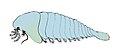 Sanctaris um artrópode quelicerado primitivo Comprimento: 46 a 93 mm