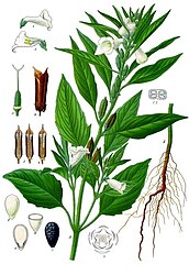 Sesamum indicum L.