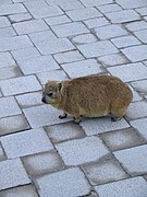 South African Dassie.jpg