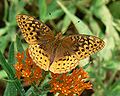 Great Spangled Fritillary (Speyeria cybele)