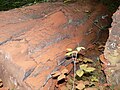 Retombée d'un nuage de spores (polypore), jusqu'à plus de 1 m des "émetteurs" (juillet, nord France)