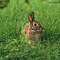 Secondo livello trofico. I conigli mangiano piante al primo livello trofico, quindi sono consumatori primari.