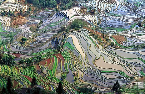 حقول الأرز في مقاطعة يونان