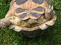 A female T. marginata with a broad-edged carapace: The cloacal opening is visible on the tail.