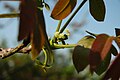 Female flowers