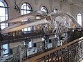 Este esqueleto de ballena está entre otros muchos en la colección de Alberto I