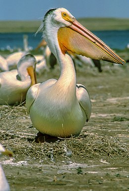 Rožinis pelikanas (Pelecanus onocrotalus)