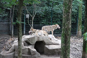 Wolf enclosure