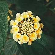 Yellow Lantana camara.jpg