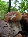 1a Steinpilz- ziemlich sicher Boletus edulis