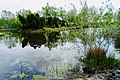 Vijver bezoekerscentrum Dwingelderveld