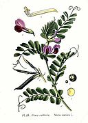 85 Vicia sativa L.jpg