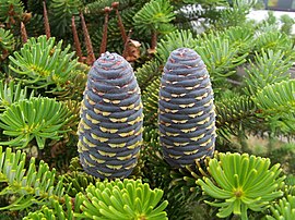 Keegls en noaldn van Koreoansche denne (Abies koreana)