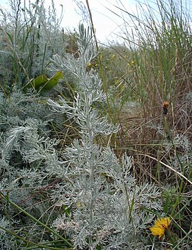 Strandmalurt (Artemisia maritima) på østkysten af Djursland.