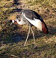 Afrikansiche Vogelart im Disney's Animal Kingdom Lodge Kronenkranich