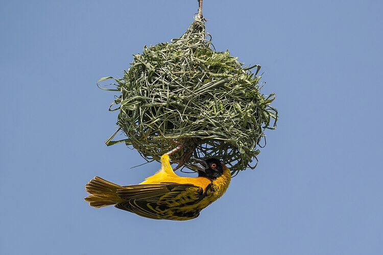 Самец большого маскового ткача (Ploceus cucullatus) строит гнездо