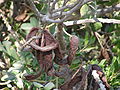 Ripe pods; Revivim, Israel