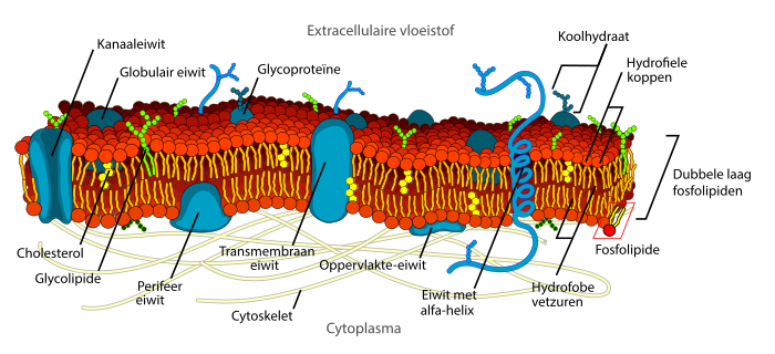 Celmembranen van eukaryoten hebben een complexe moleculaire opbouw. De lipide dubbellaag bevat verschillende membraaneiwitten en andere moleculen (glycoproteïnen en glycolipiden) die de cel nodig heeft voor zijn fysiologie.