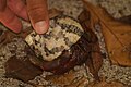 Caribbean hermit crab (Coenobita clypeatus) in a shell of Cittarium pica