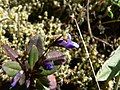 Collinsia parviflora