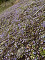 Collinsia parviflora