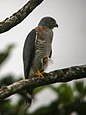 Doppelzahnweih der Unterart „Harpagus bidentatus fasciatus“ in Chocó, Ecuador