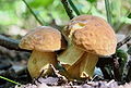 Photo de Boletus chippewaensis