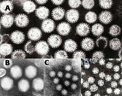 A gasztroenteritiszt okozó vírusok: A = rotavírus, B = adenovírus, C = norovírus és D = asztrovírus.