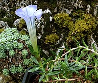 Gentiana arethusae