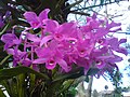 Guarianthe skinneri Español: Guaria morada, flor nacional English: Guaria morada (Purple orchid), national flower .