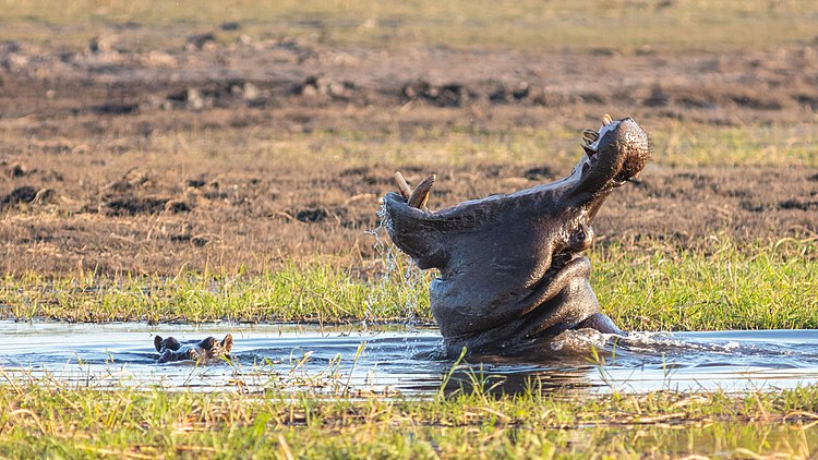 Бегемоты (Hippopotamus amphibius), национальный парк «Чобе», Ботсвана