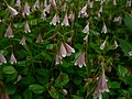 Linnaea borealis