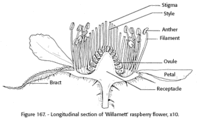 Section of a raspberry flower