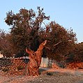 Olivenbaum (Olea europaea) im Sonnenuntergang