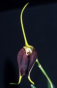 Masdevallia cardiantha