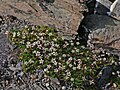 Saxifraga tolmiei