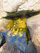 Tidal pools along the coast