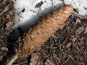 Old cone, Yosemite National Park