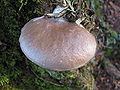 Pleurotus ostreatus.