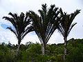 World's longest leaves