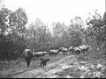 Випас овець поблизу села (1942)