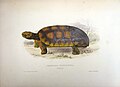 Chelonoidis denticulata Tortoise litograph, ca 1836