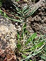 Трищетинник двуряднолистный (Trisetum distichophyllum)