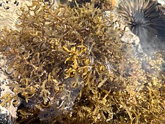 Variable sargasso (Sargassum polyphyllum).jpg