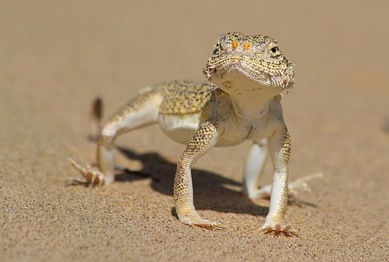 Phrynocephalus interscapularis, Zhabayushkan sanctuary, Mangystau Region author — Ezra Sheyner