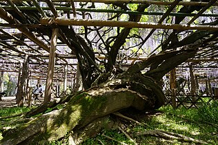 栽培品種ノダナガフジ（九尺藤）の原木の樹齢1200年の牛島のフジの幹（フジ属では唯一の国指定特別天然記念物）